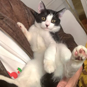 Meet your Posher, Masako